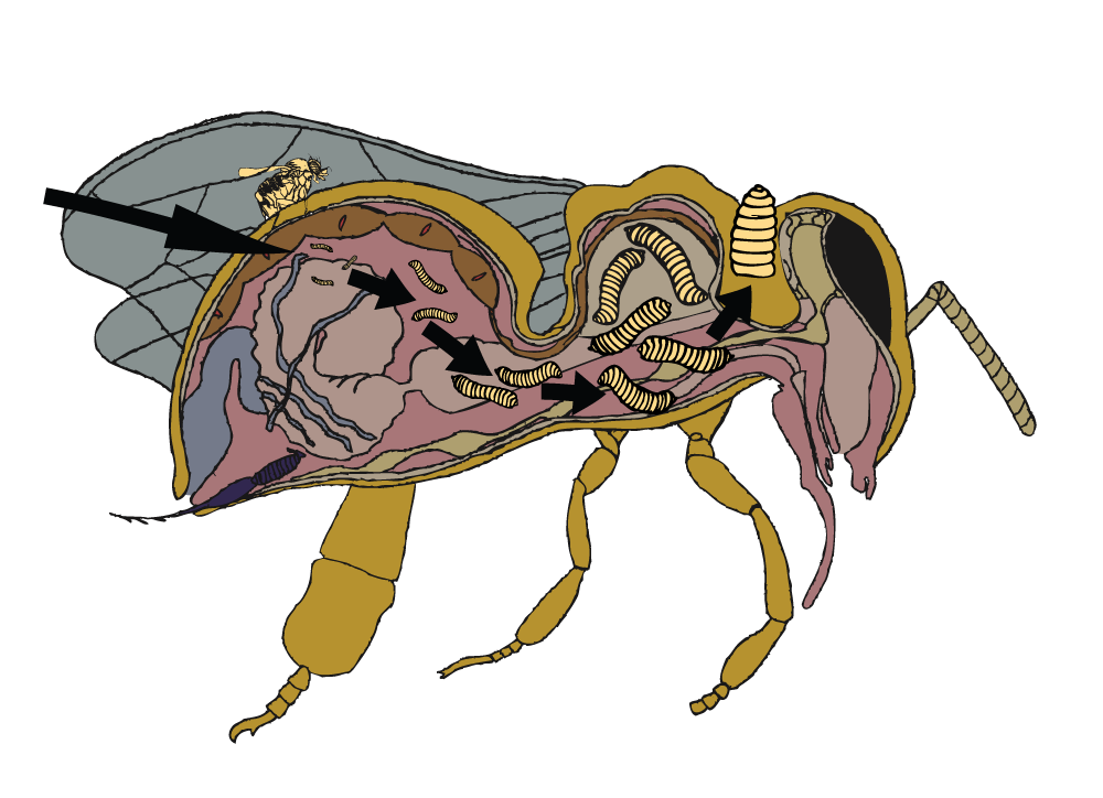 Community Image Library Zombie Bee SLI